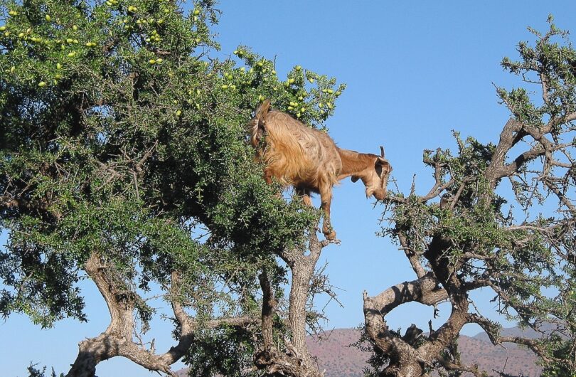 L’Huile_Végétale_d’Argan,_ma_révélation_beauté_du_moment